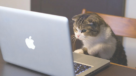 9 Amazing Tips To Create An Email Newsletter That Even Your Bored Cat Would Love To Read